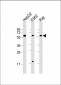 AP12348a-TGFB1-Antibody-N-term