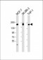 PREX1 Antibody (C-term)
