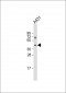 MUL1 Antibody (C-term)