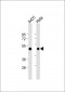 RAD9 Antibody (BH3 Domain Specific)