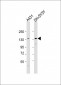 CDH4 Antibody (N-term)