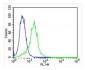 LPL Antibody (Center)