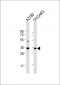 NANOG Antibody (N-term)
