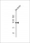 SNAP25 Antibody (Center)