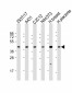 ERLIN2 Antibody (C-term)