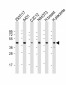 ERLIN2 Antibody (C-term)