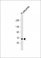 NFE2L3 Antibody(C-term)