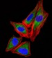 SNRPG Antibody (N-term)