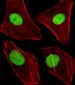 (Mouse) Dnmt1 Antibody (Center)