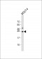 E2EPF Antibody (C-term)