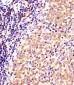 (Mouse) Nr4a2 Antibody (Center)