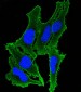 ATP2B3 Antibody (C-term)