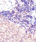 (Mouse) Suz12 Antibody (Center)