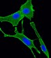 GNA11 Antibody (Center)