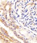 USP2 Antibody (C-term L523)