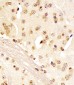 (Mouse) Pou5f1 Antibody (N-term)