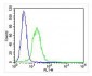 ITGA7 Antibody (N-term)