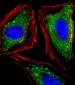 ITGA7 Antibody (N-term)