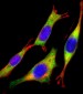 RAC2 Antibody (C-term)