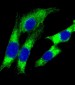 HLA-DQA1 Antibody (C-term)