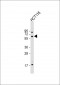 USP14 Antibody (N-term)