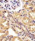 MAML2 Antibody (Center)