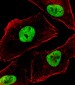 BCL9 Antibody (N-Term)