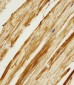 Zebrafish ak2 Antibody (Center)