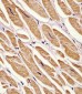 Zebrafish ak2 Antibody (Center)