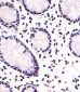 FEV Antibody (N-Term)