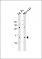 EIF1 Antibody (N-Term)