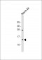 EIF1 Antibody (Center)