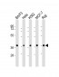 PPP2R4 Antibody (N-Term)