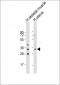 RSPO3 Antibody (C-Term)