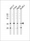 AKR7A3 Antibody (N-Term)