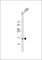 TAX1BP3 Antibody (C-Term)