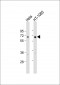 IL4I1 Antibody (C-Term)