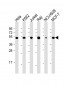 RPL4 Antibody (N-Term)