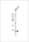 GNG5 Antibody (C-Term)