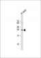 OPRS1 Antibody (N-term)