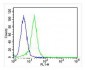 IDUA Antibody (Center)