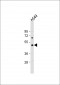 PTAFR Antibody (C-term)