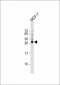 TMEM111 Antibody  (N-term)
