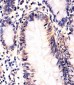 SOX10 Antibody (Center)