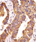 MMP14 Antibody (N-term)