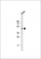 YB1 (YBX1) Antibody (N-term)