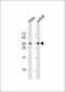 CLNS1A Antibody (C-term)