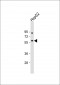 ANGPTL3 Antibody (N-term)