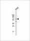 AMPK alpha (PRKAA1) Antibody (S487)