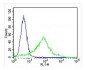 CYK18 Antibody (C-term)